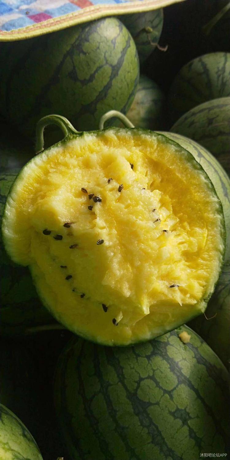 2021年沭阳特小凤西瓜眼看就要到上市的时候了