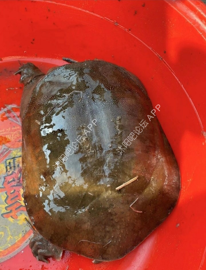 运气真好!在老家捉到一个七斤半野生大王八